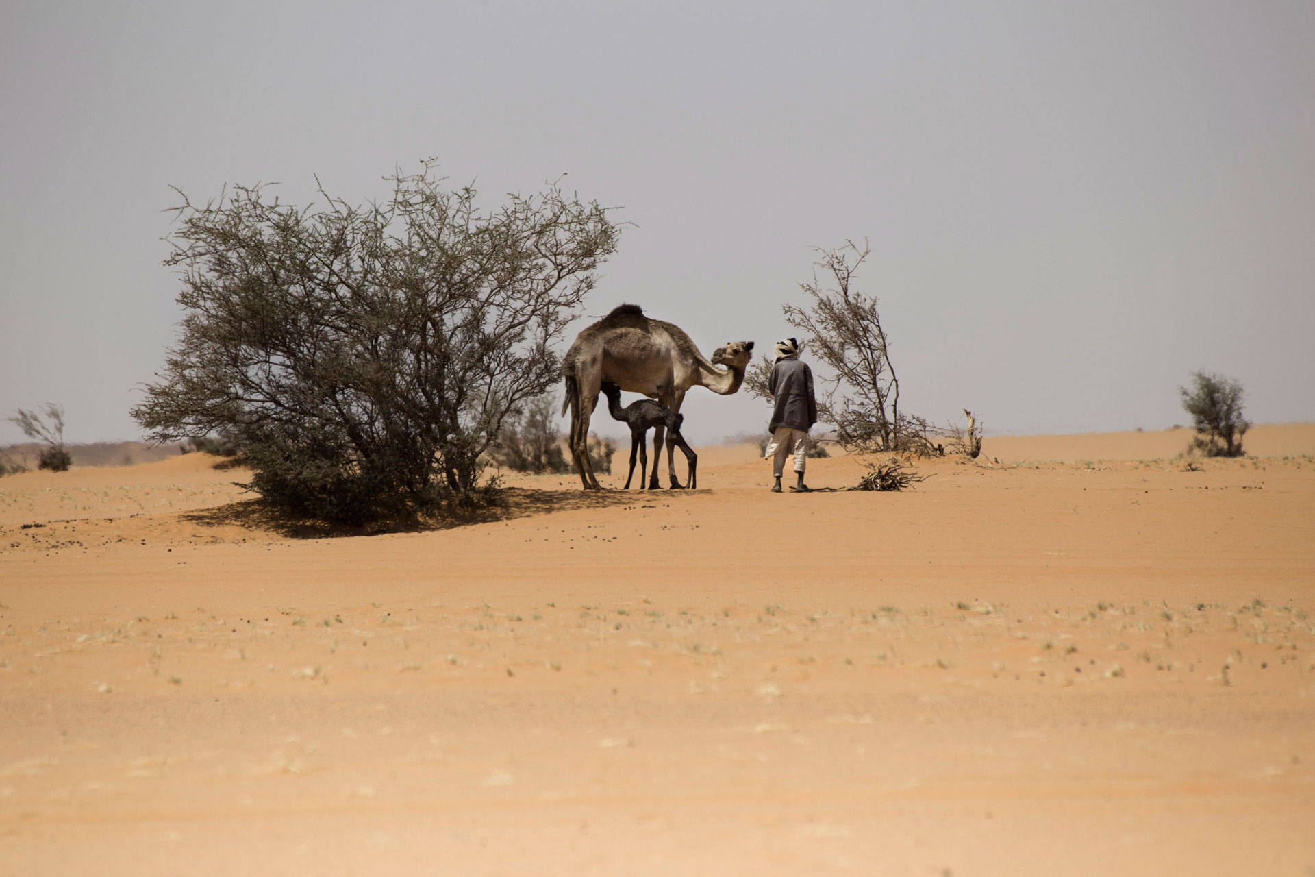 SUDAN habub